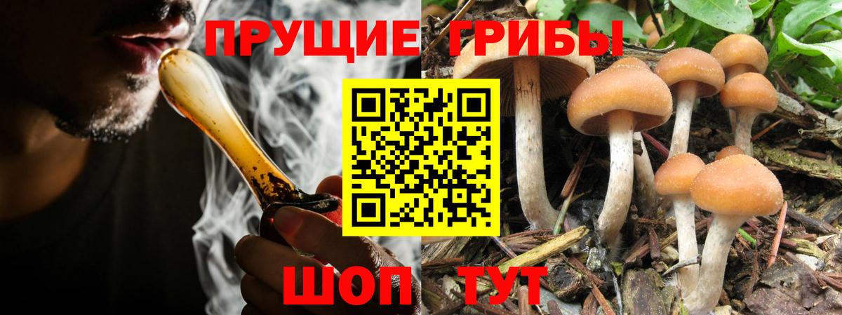Псилоцибиновые грибы GOLDEN TEACHER Кондопога
